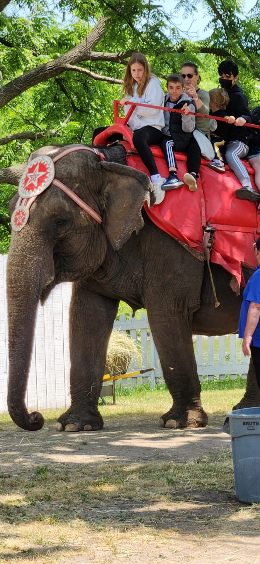 elefante con niños en la cima