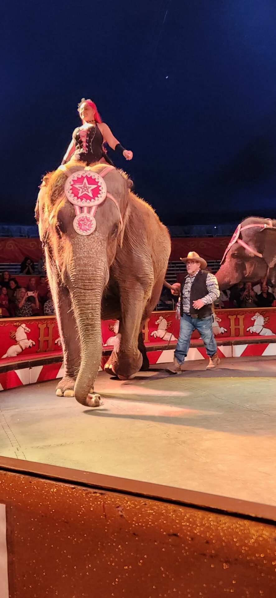 espectáculo de elefantes en el circo