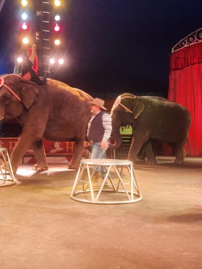 elefantes en el circo